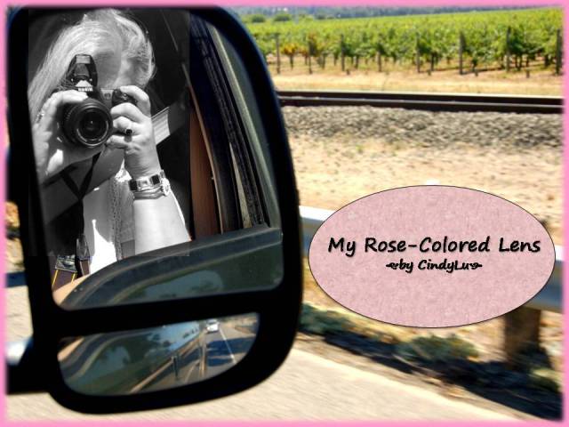 My Rose-Colored Lens